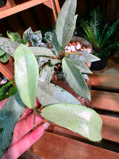 Hoya silver dollar