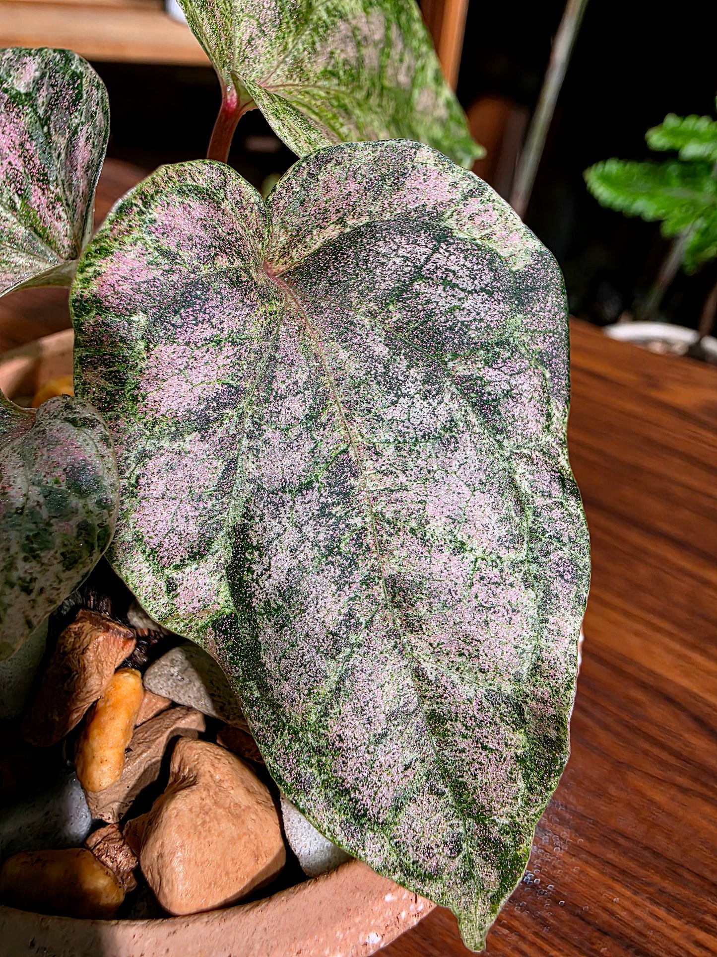Piper sylvaticum pink variegated 粉錦水晶胡椒