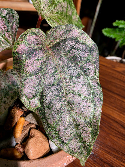 Piper sylvaticum pink variegated 粉錦水晶胡椒