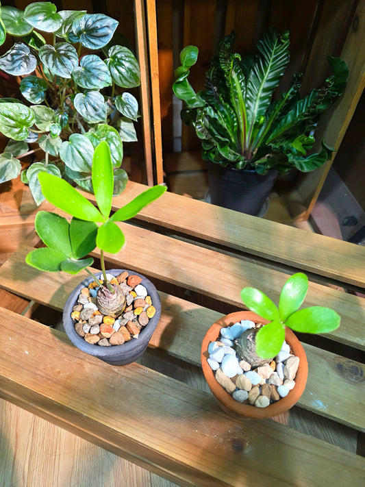 Zamia furfuracea 幸運鐵
