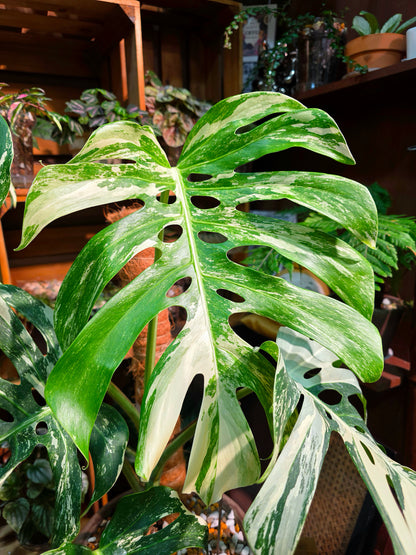 Monstera Albo Variegated