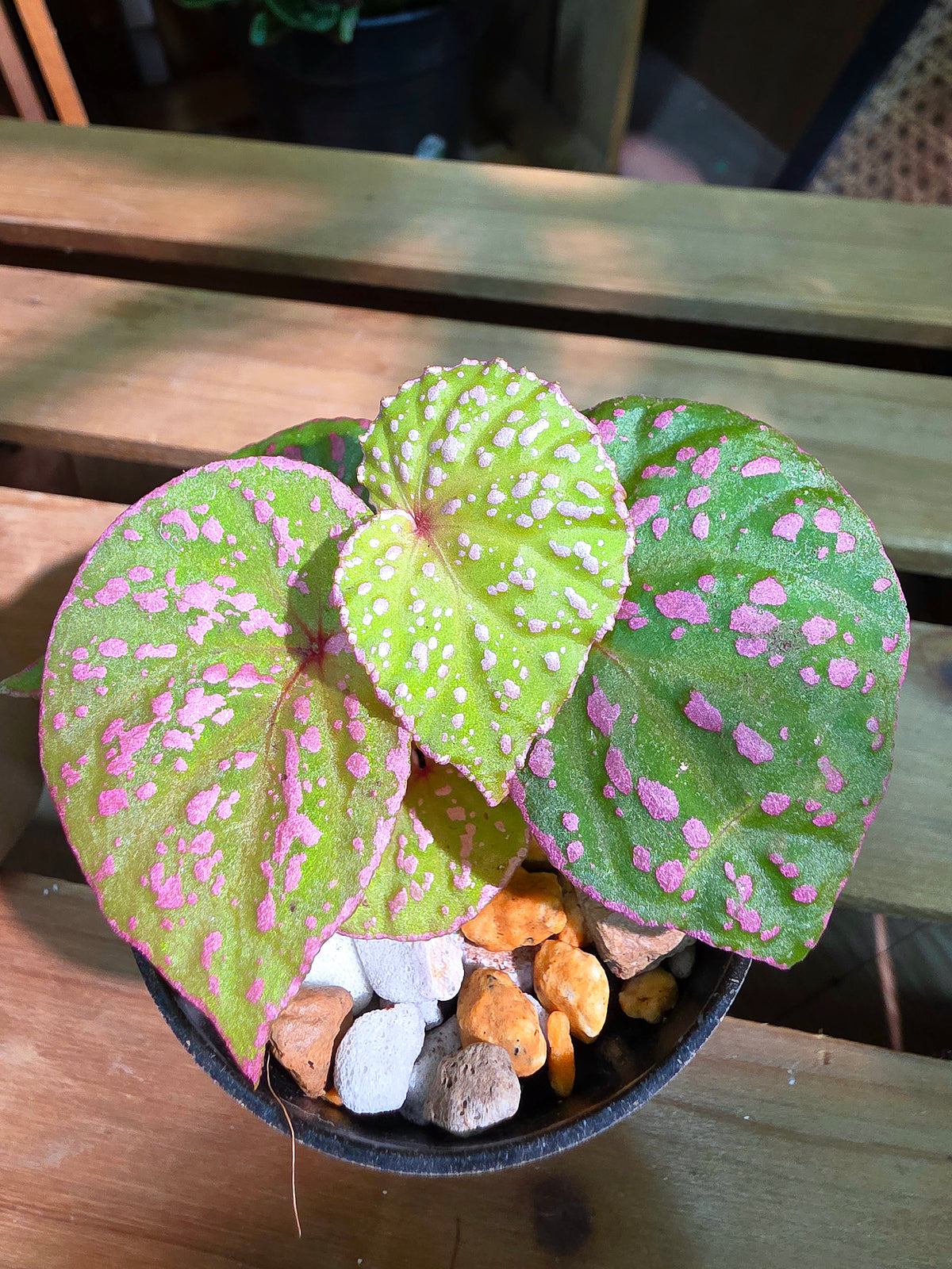 Begonia roseopunctata 圓葉粉點秋海棠