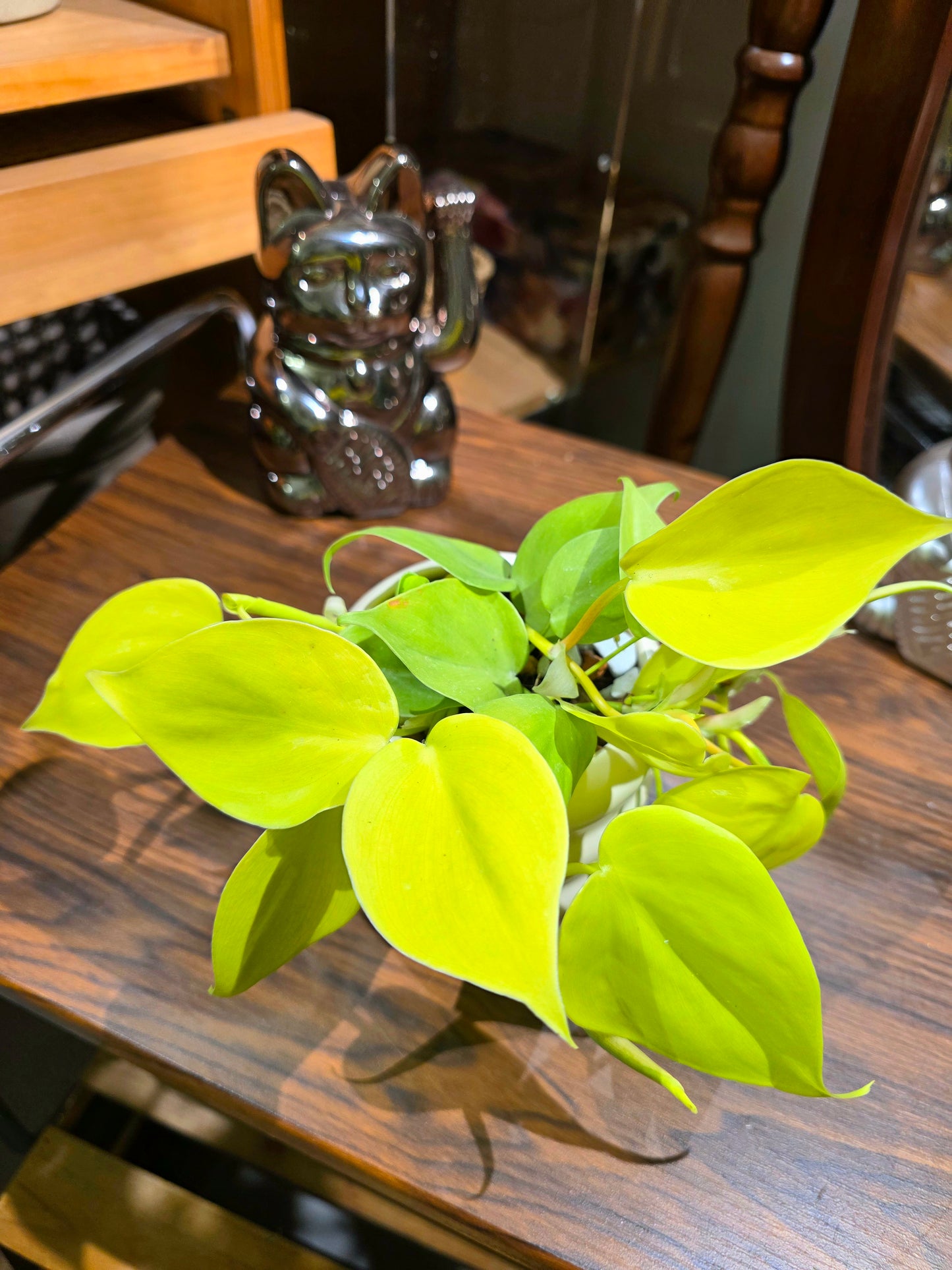 Philodendron lemon lime 檸檬汁蔓綠絨