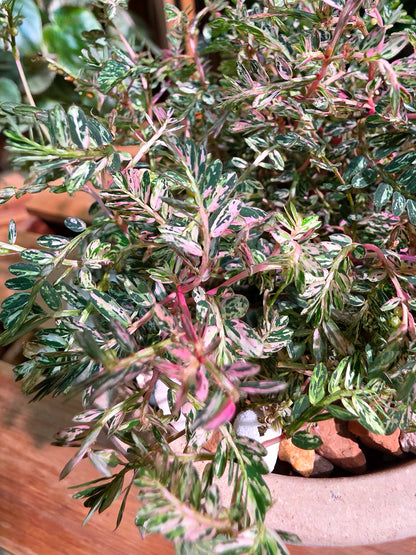 Phyllanthus urinaria variegated pink 粉斑葉下珠
