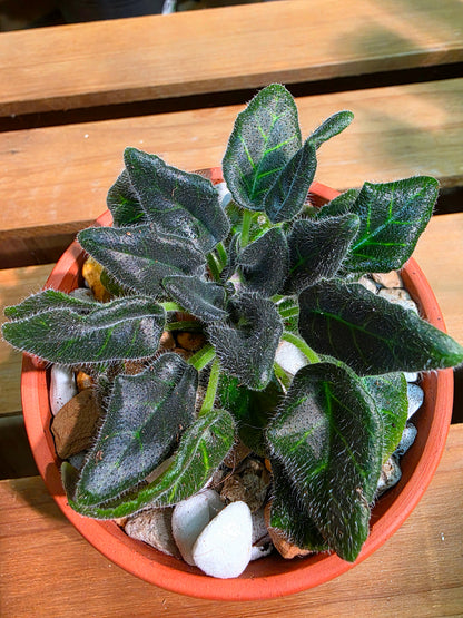 Metapetrocosmea peltata 海南盾葉報春