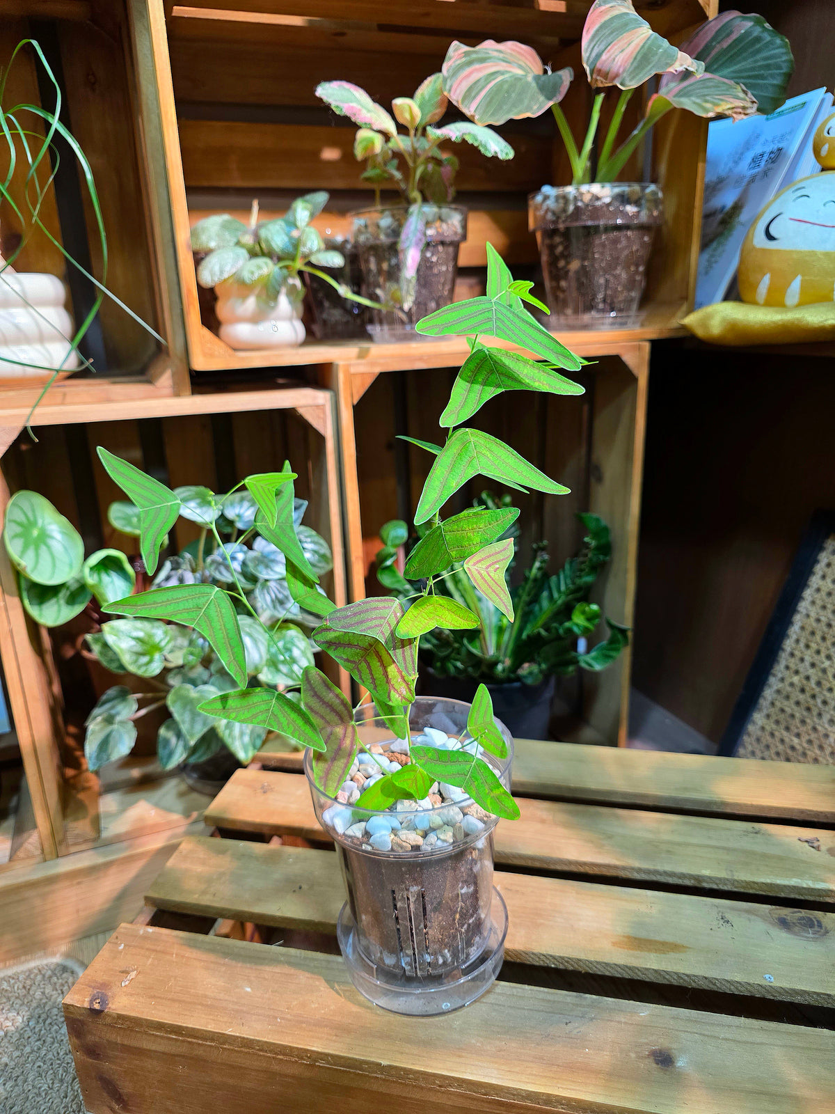 Christia vespertilionis butterfly plant