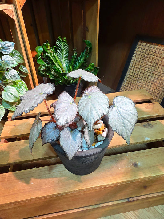 Begonia queen olympus 奧林匹斯女王秋海棠