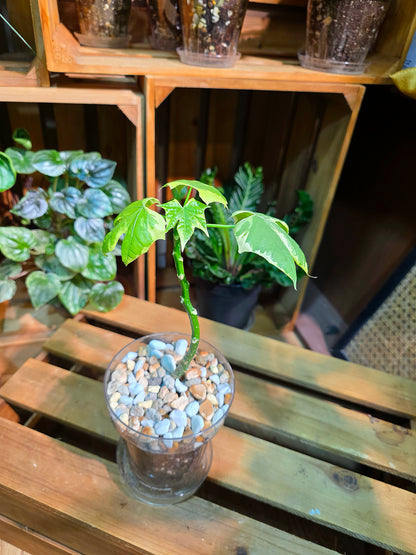 Cnidoscolus aconitifolius var 樹菠菜錦