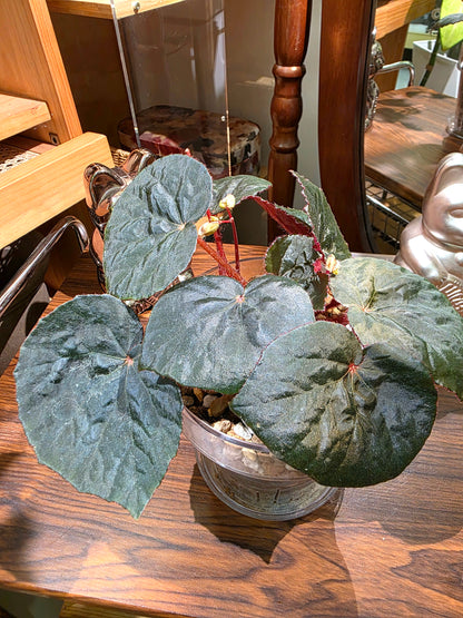 Begonia U497