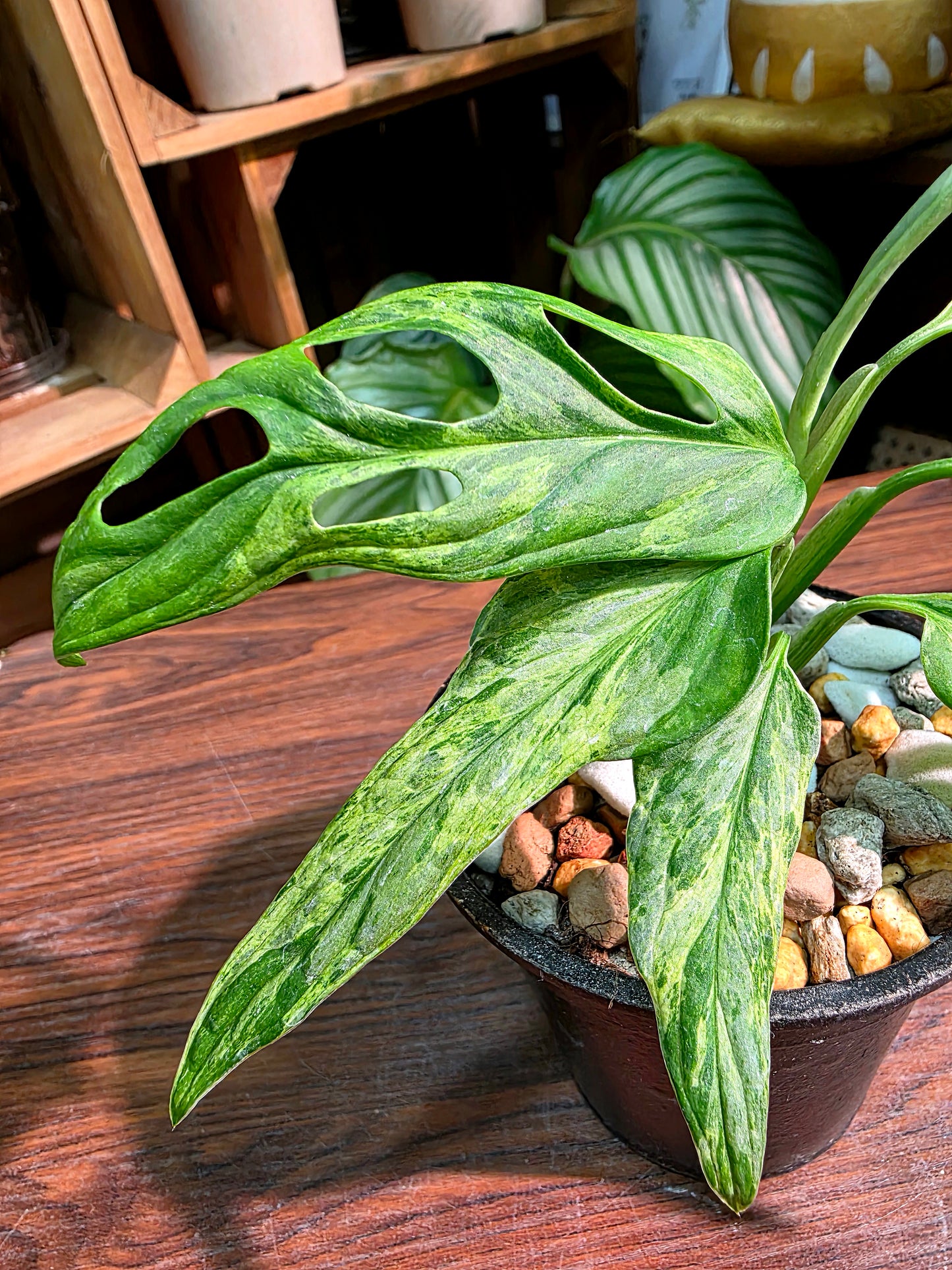 Monstera adansonii mint variegated 薄荷仙洞龜背竹