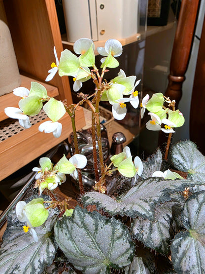 Begonia Olympus 奧林匹斯秋海棠