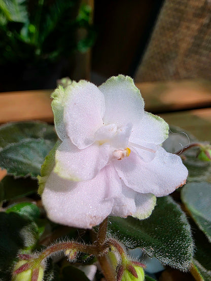 Streptocarpus ionqnthus 非洲紫羅蘭 - Green dragon