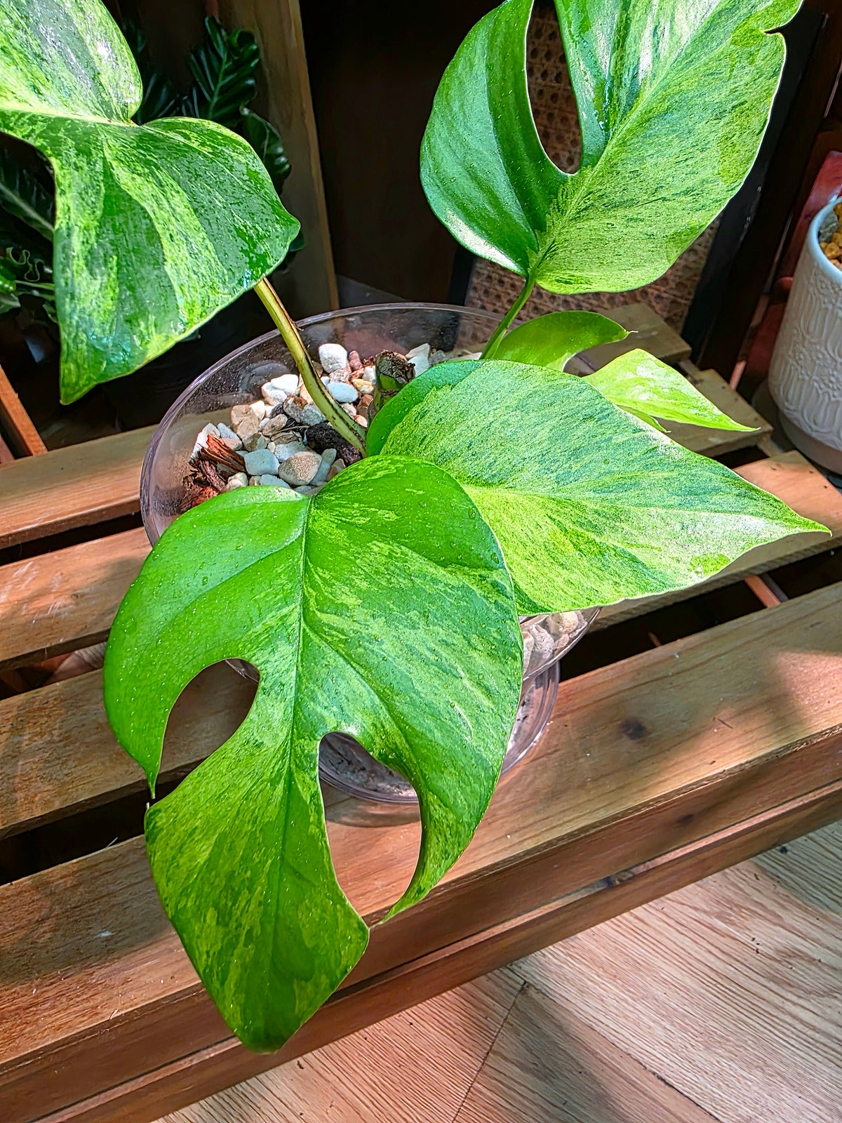 Rhaphidophora tetrasperma aurea variegated 黃錦姬龜背