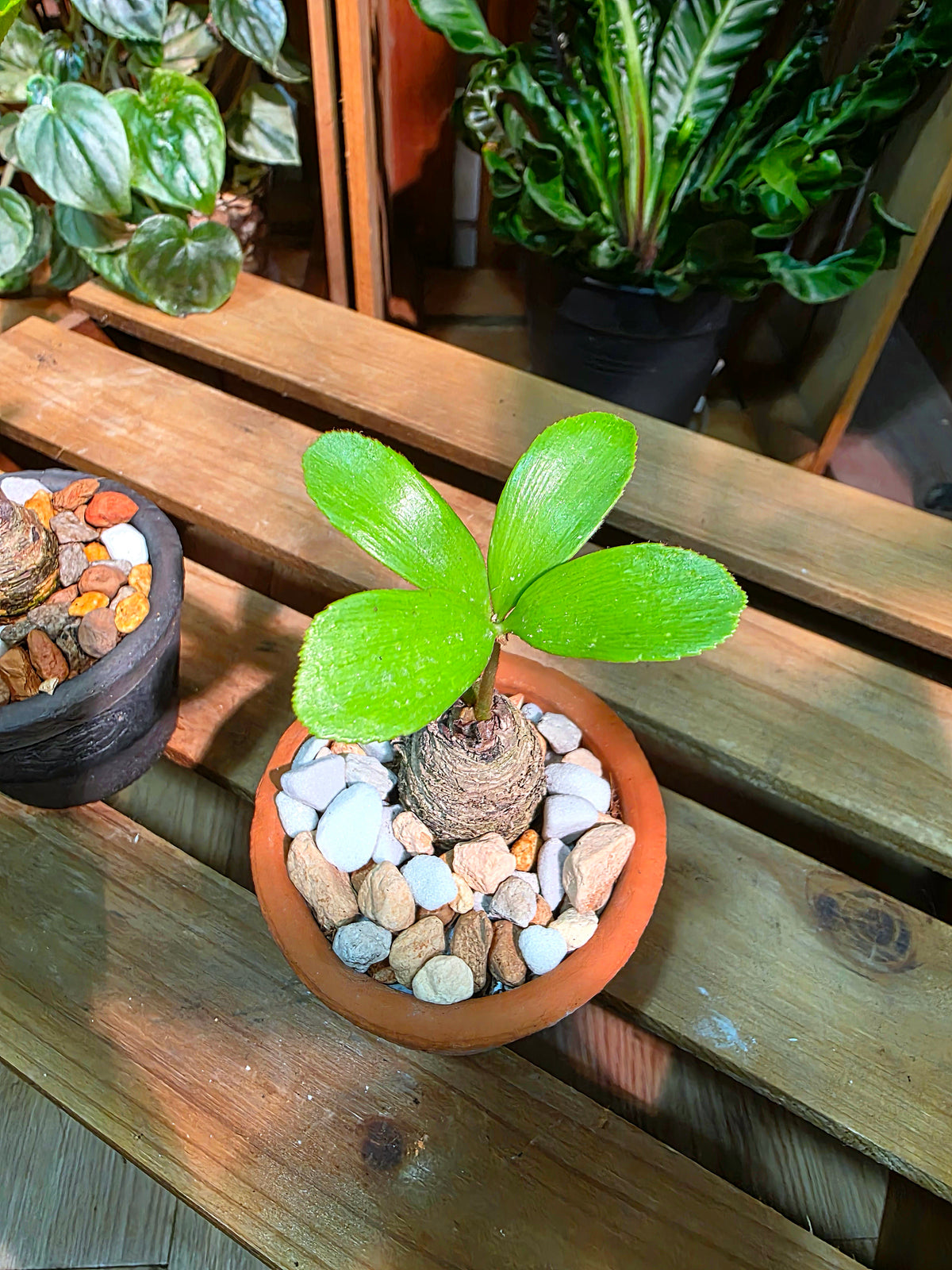 Zamia furfuracea 幸運鐵