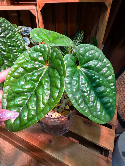 Anthurium luxurians platinum