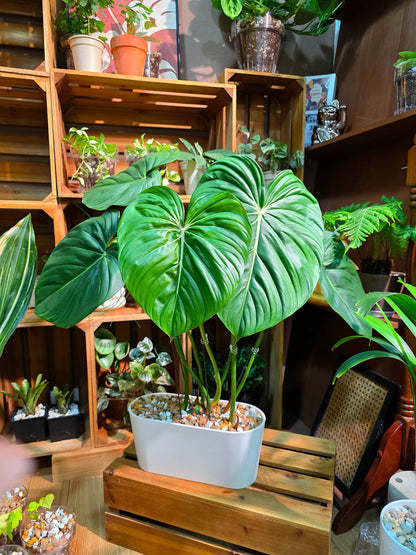 Philodendron McDowell