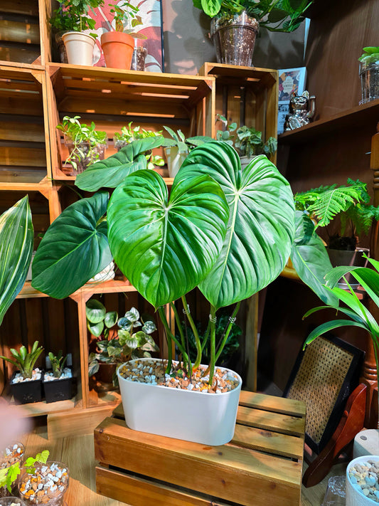 Philodendron McDowell