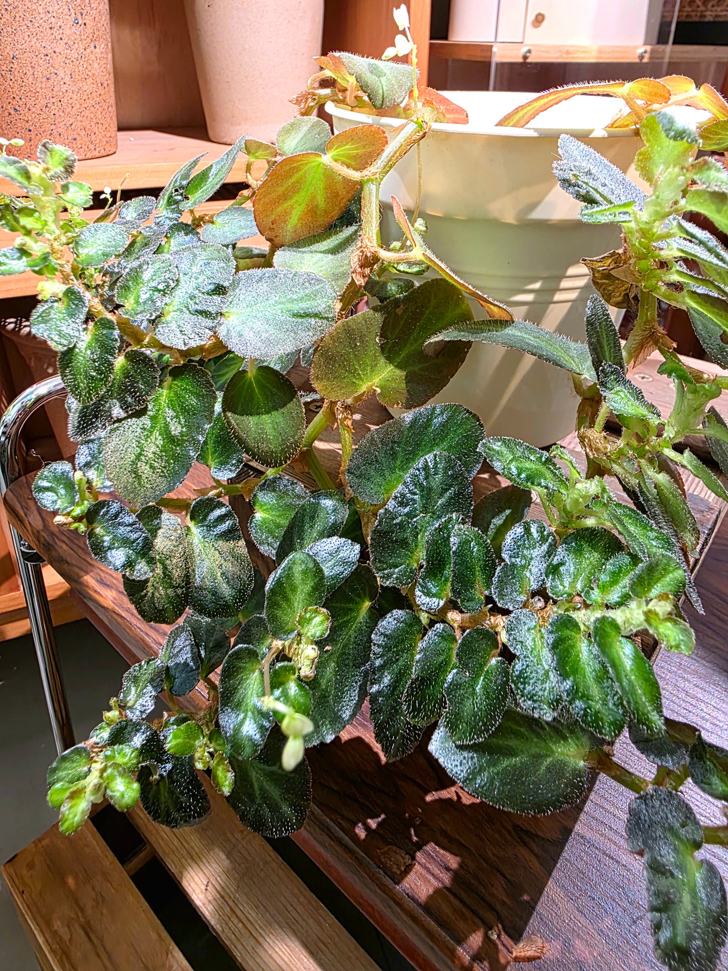 Begonia thelmae