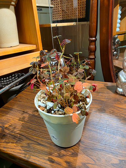 Oxalis corniculata var. 小黑楓酢漿草