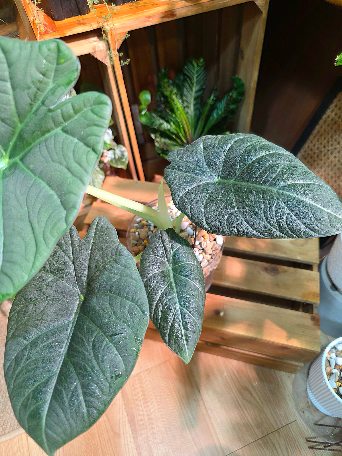 Alocasia maharani 灰龍海芋