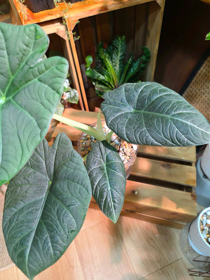 Alocasia maharani 灰龍海芋