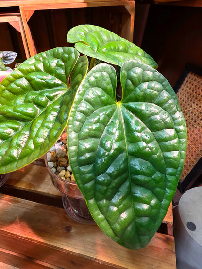 Anthurium luxurians platinum