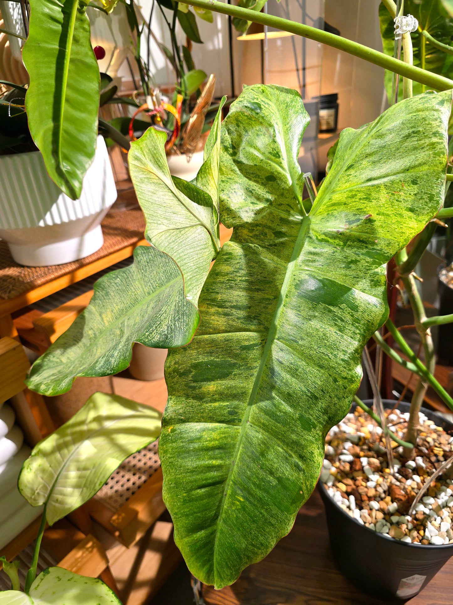 Philodendron Paraiso Verde 綠天堂蔓綠絨