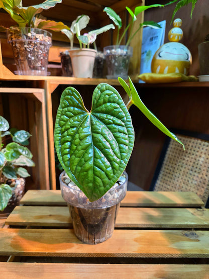 Anthurium luxurians platinum