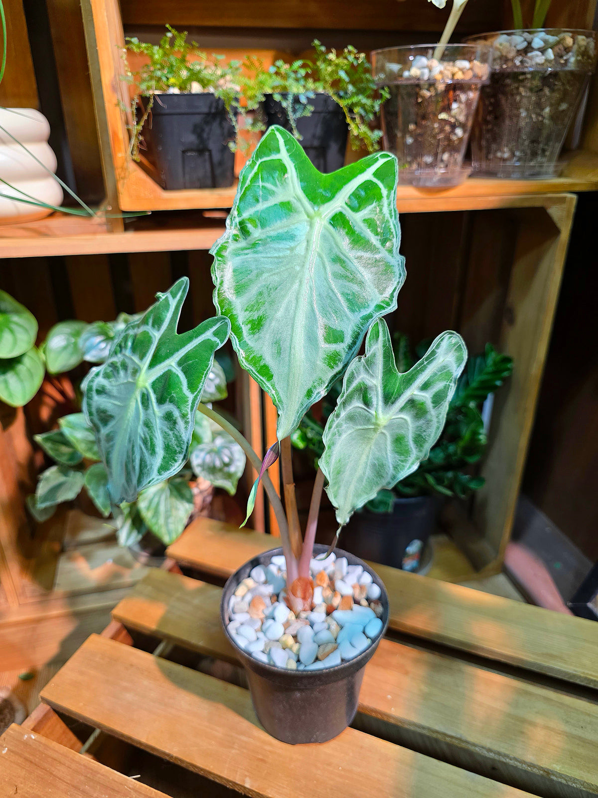 Alocasia Venom