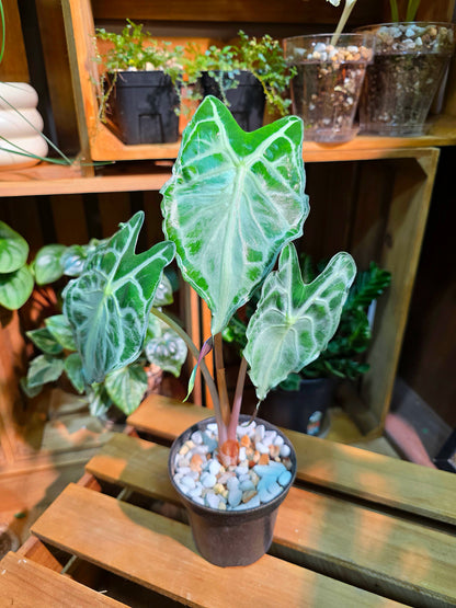 Alocasia Venom