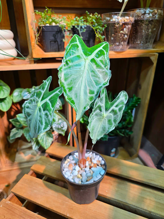 Alocasia venom 毒液海芋