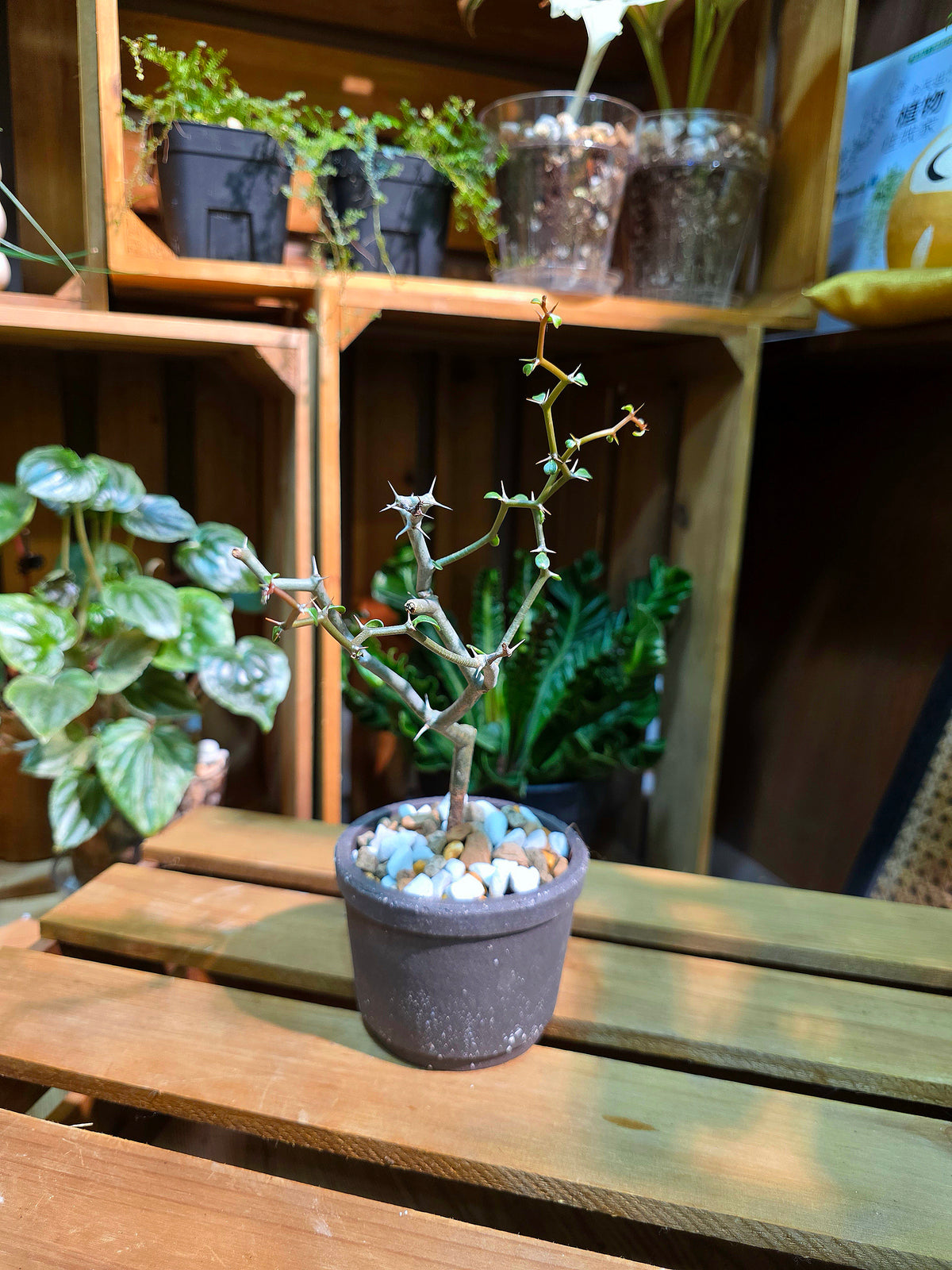 Decarya madagascariensis 彎彎曲曲樹