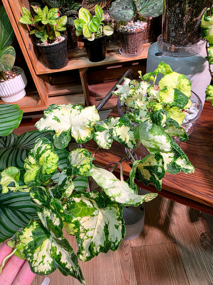 Hedera helix moonlight 雙株版月光燈常春藤