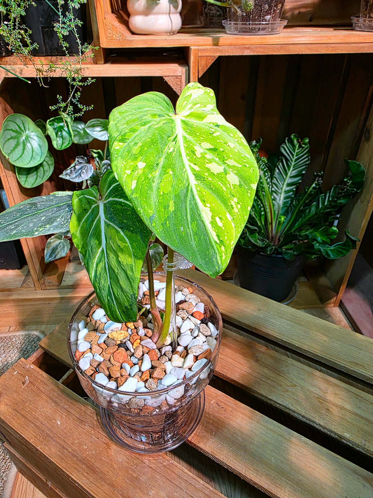 Philodendron gloriosum variegated