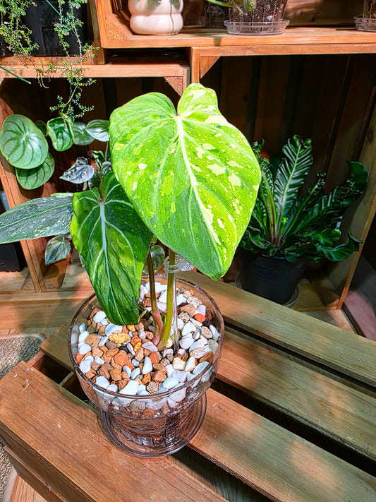 Philodendron gloriosum variegated