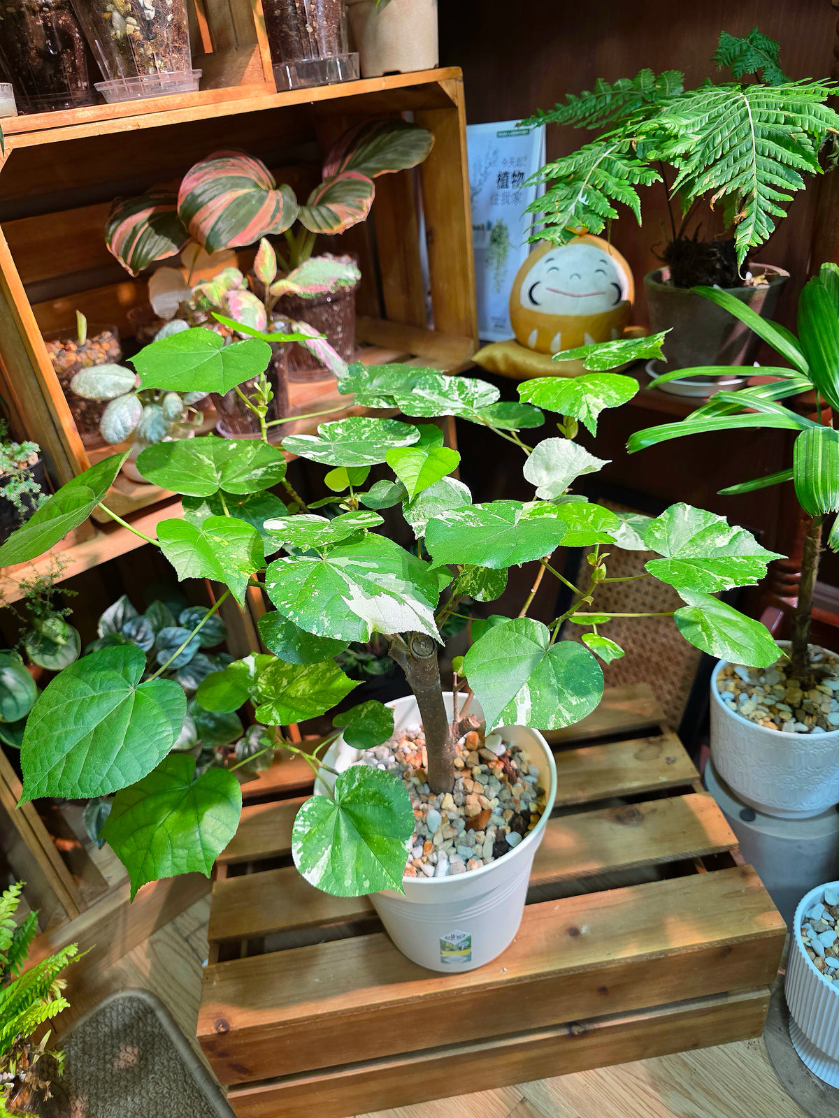 Hibiscus tiliaceus Tricolor 花葉黃槿