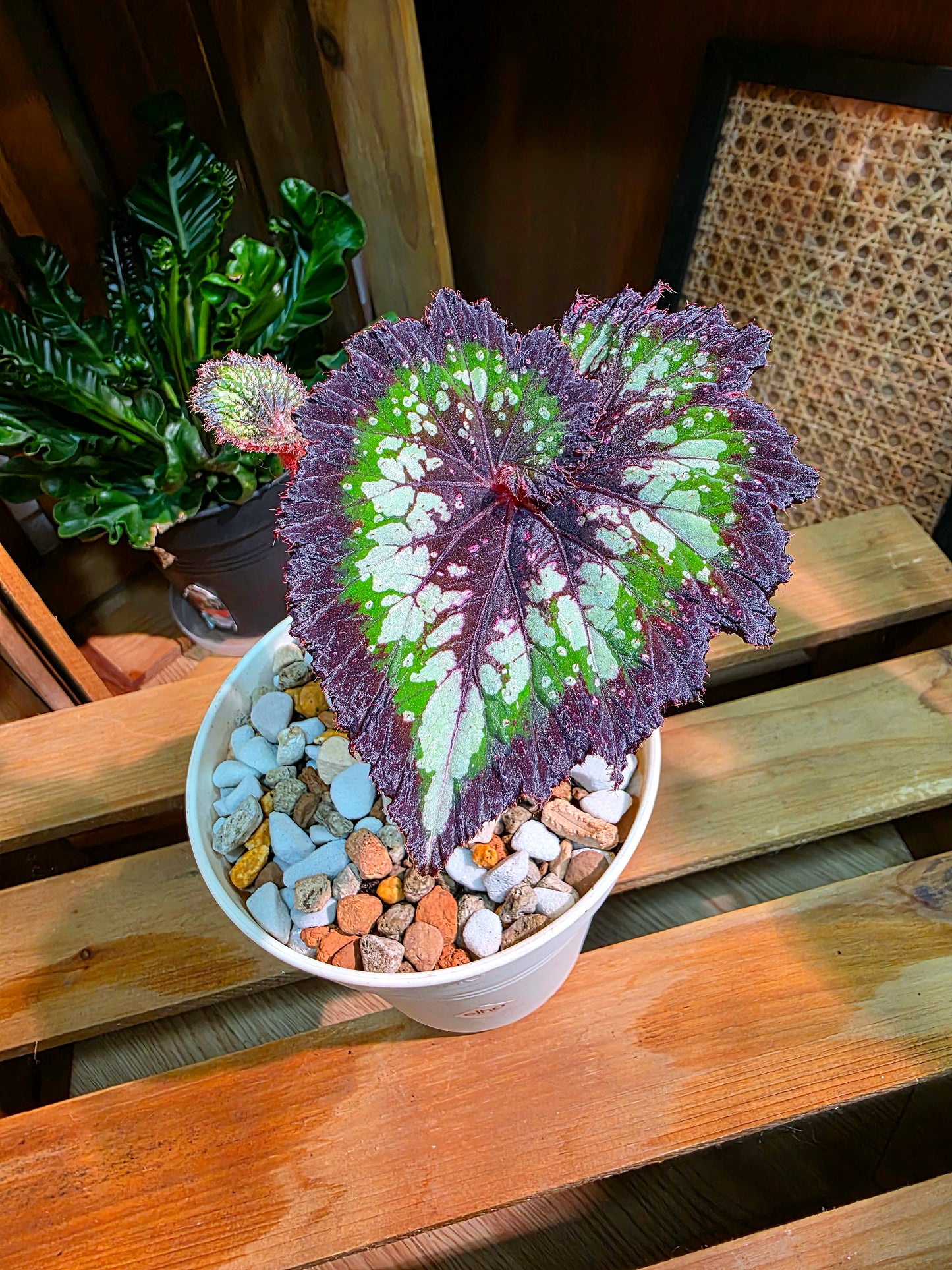 Begonia tornado 耶誕嘉年華秋海棠