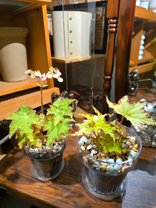 Begonia sp. 楓之谷秋海棠