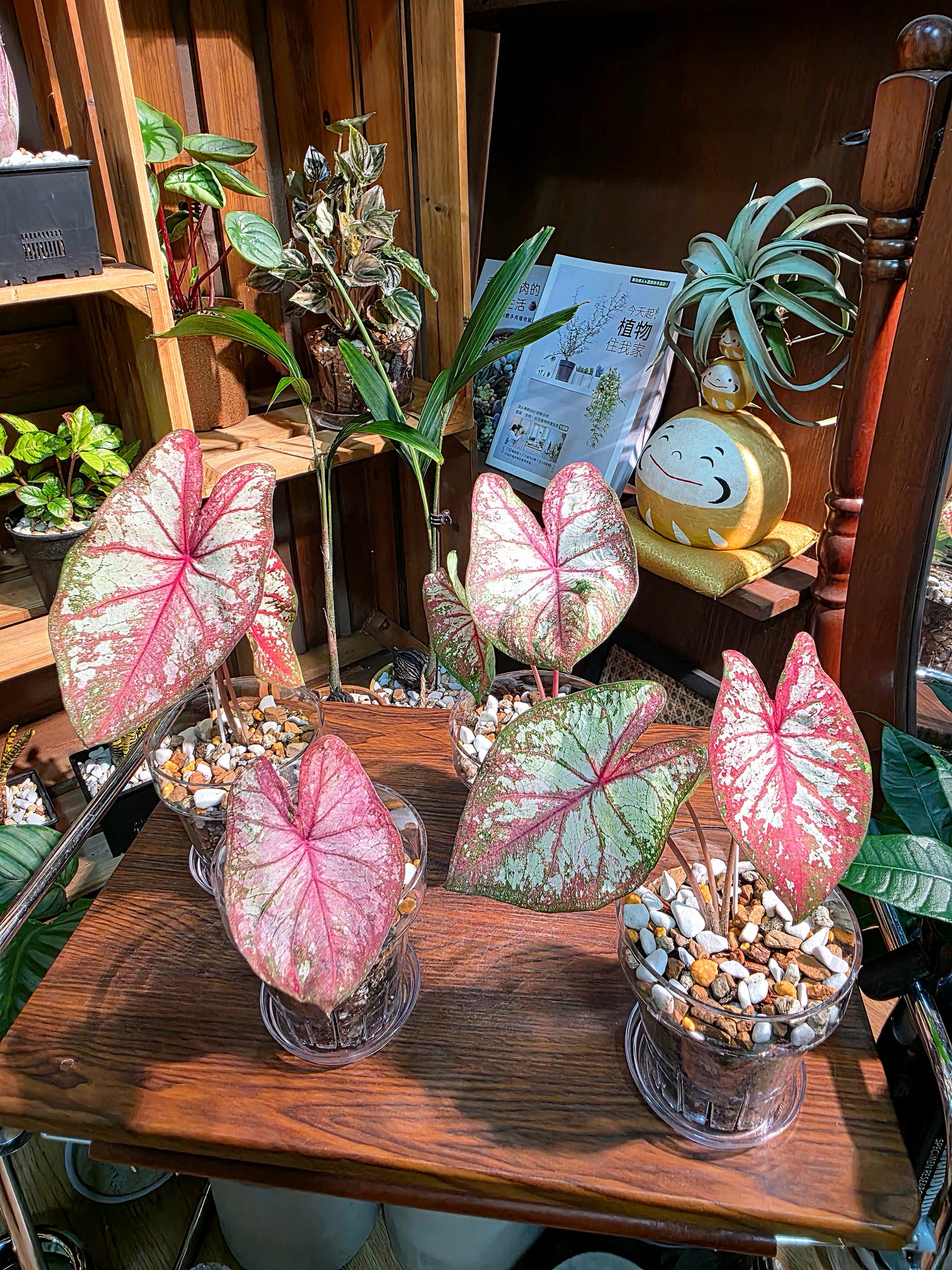 Caladium Tapestry 如煙彩葉芋