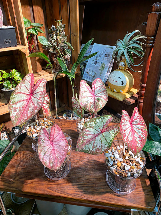 Caladium Tapestry 如煙彩葉芋