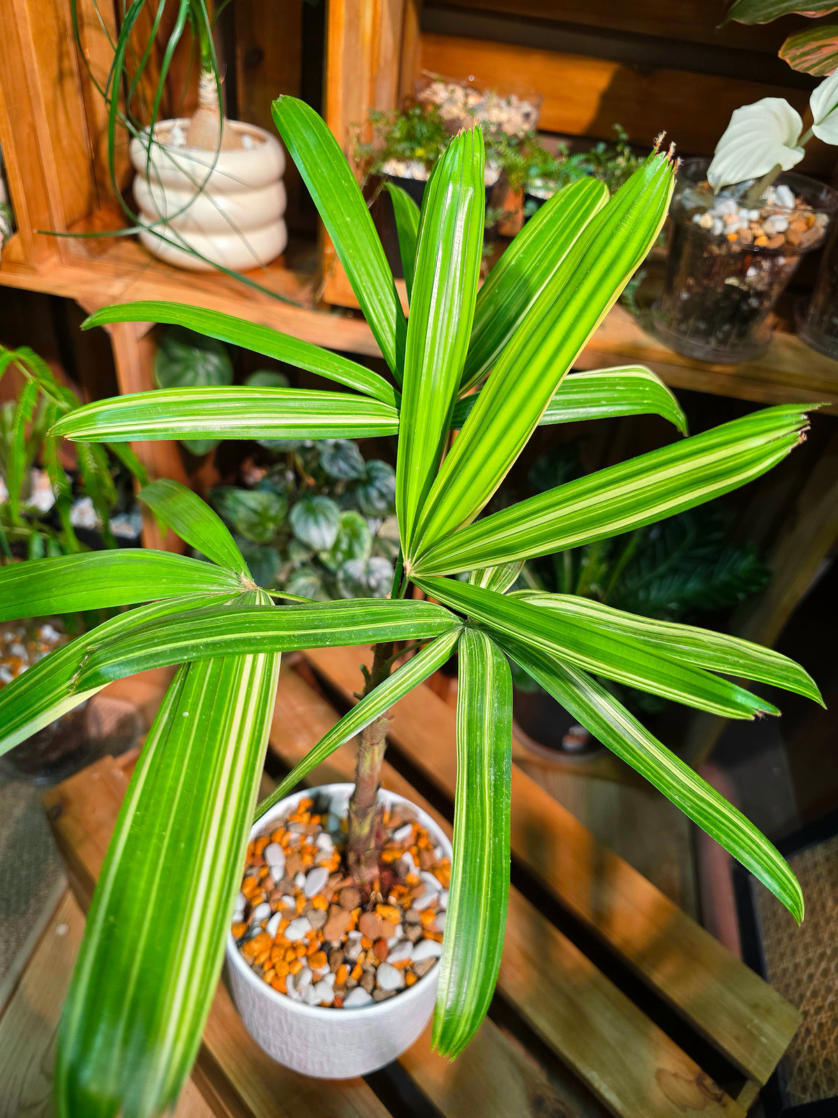 Rhapis excelsa variegated 斑葉棕竹