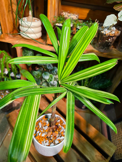 Rhapis excelsa variegated 斑葉棕竹