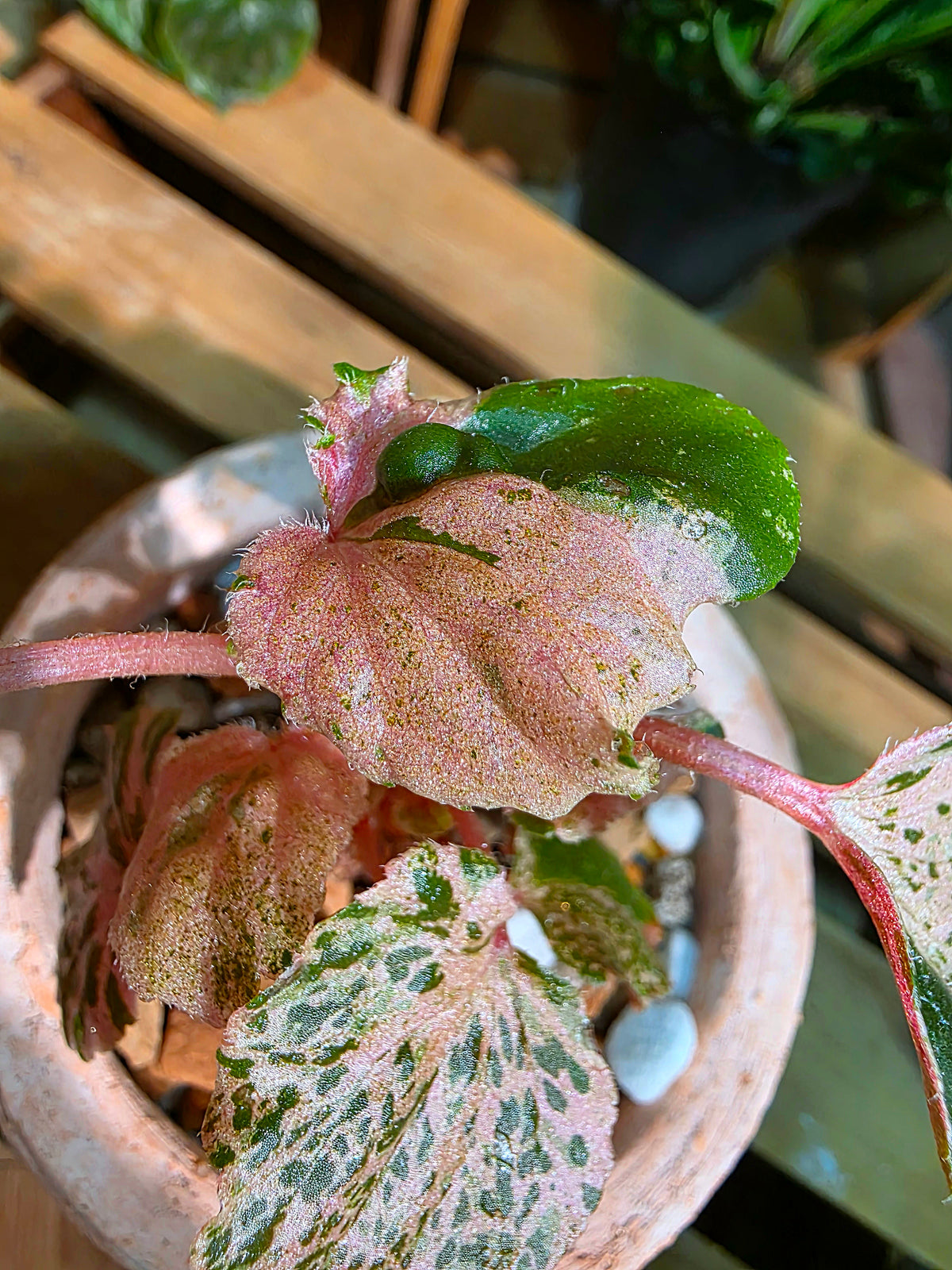 Begonia sp 粉斑貝殼秋海棠