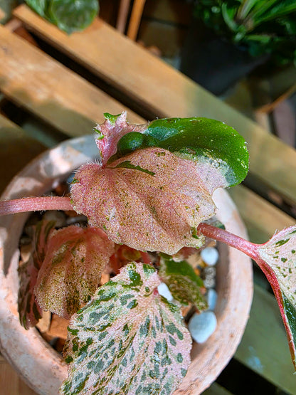 Begonia sp 粉斑貝殼秋海棠