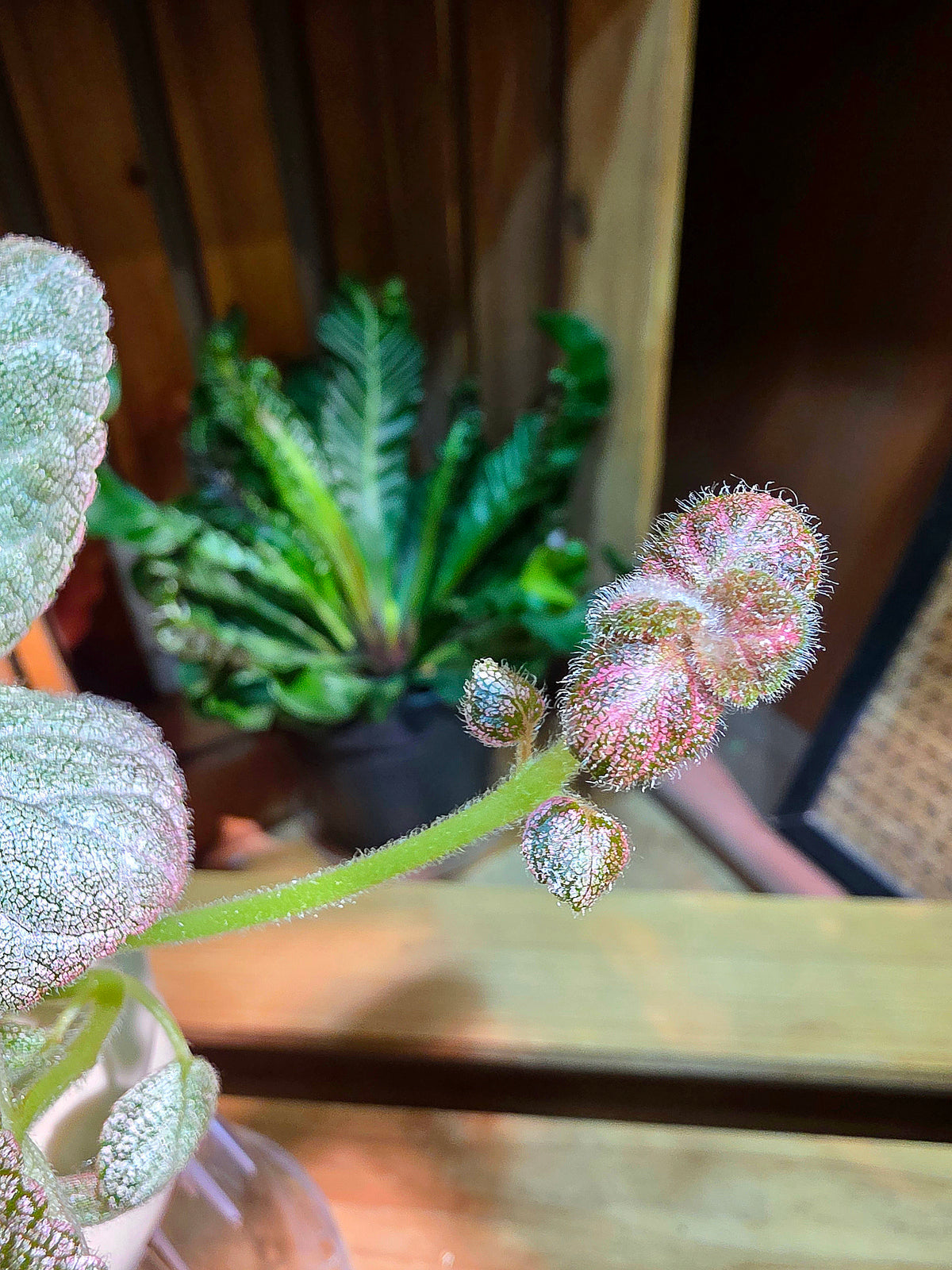 Episcia spp 銀虎喜蔭花