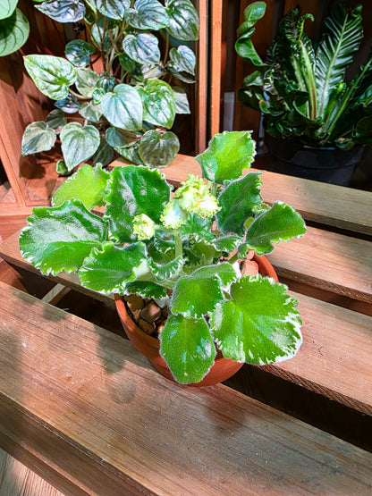 Streptocarpus ionqnthus 非洲紫羅蘭 - 刺蝟