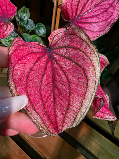 Caladium Thailand 泰國彩葉芋