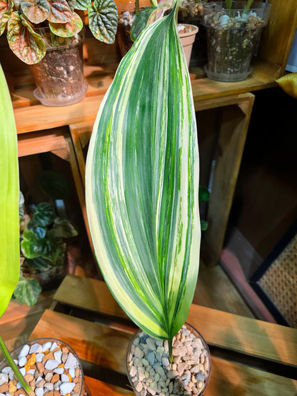 Aspidistra elatior variegated