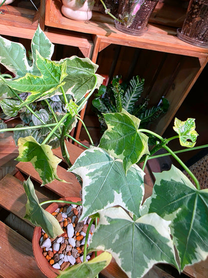 Cnidoscolus aconitifolius var. variegata