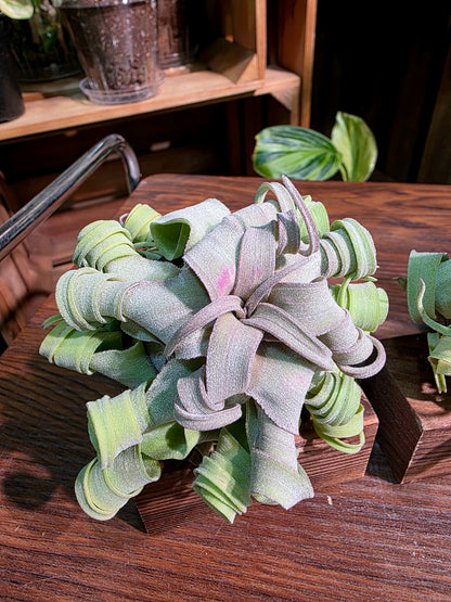 Tillandsia streptophylla 奶油捲空氣鳳梨
